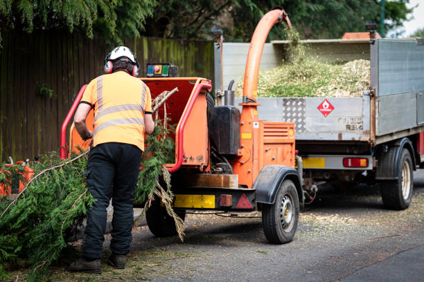 Best Lawn Pest Prevention  in Salton City, CA