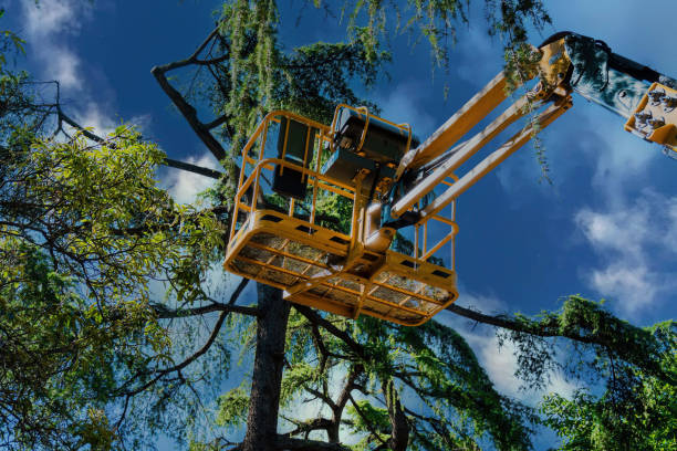 Salton City, CA Tree Services Company