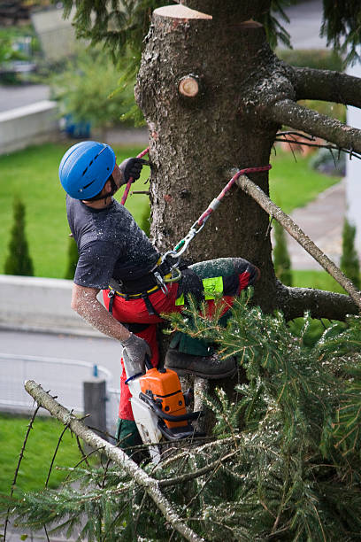 Best Lawn Drainage Solutions  in Salton City, CA