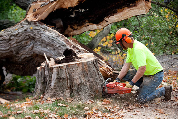 How Our Tree Care Process Works  in  Salton City, CA