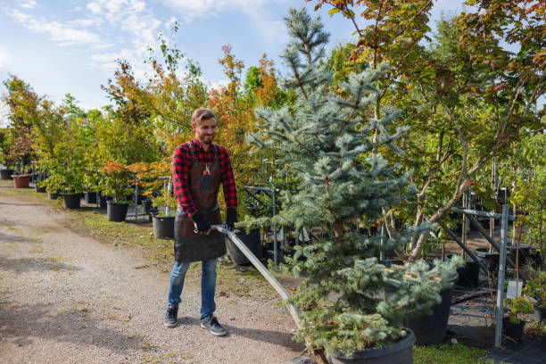 Best Pest Control for Lawns  in Salton City, CA