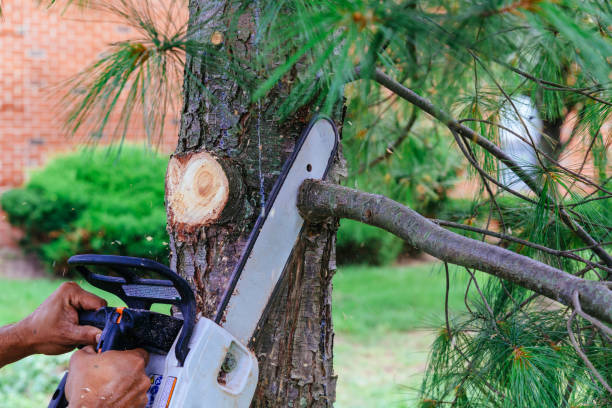 Best Leaf Removal  in Salton City, CA